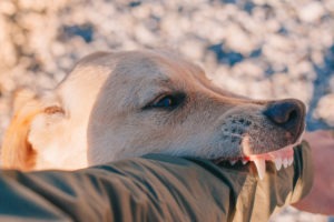 Los Angeles Dog Bite Lawyer